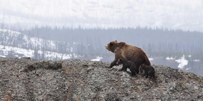 JHKHK社区：一站式信息门户，赋能企业香港知识产权注册与跨境保护策略